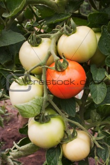 Not collected ripened tomato on a branch.