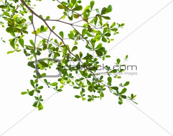 Green leaves isolated
