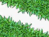 Green Grass Isolated on white