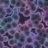 bacteria purple positive