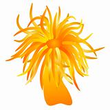 vector - orange sea anemone