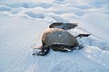 Dead Duck in the Snow