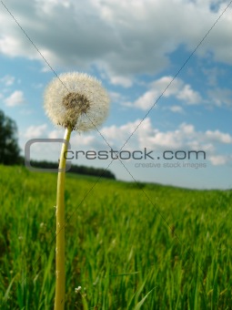 White dandelion among green grass.