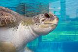 Sea Turtle at an Aquarium