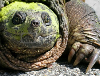 Common Snapping Turtle (Chelydra Serpentina)