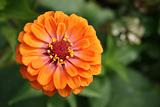 Zinnia flower orange