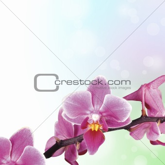 Beautiful Orchid and blur bokeh