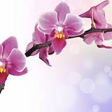Beautiful Orchid 