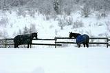 Blanketed horses