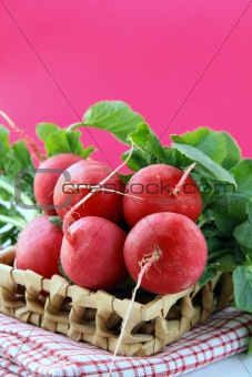 bunch of red ripe radish