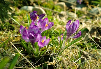 Spring lilac crocuses.