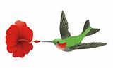 Green hummingbird vector