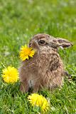 little hare