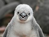 Chinstrap penguin chick