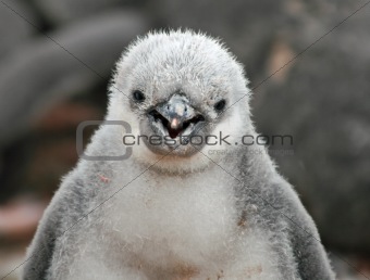 Chinstrap penguin chick