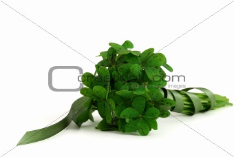 Bouquet of false shamrock with green ribbon