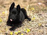 black German Shepherd puppy
