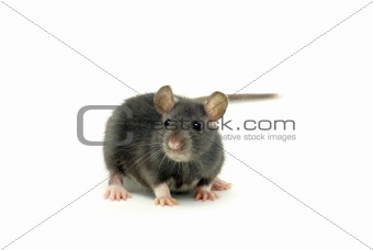 rat 