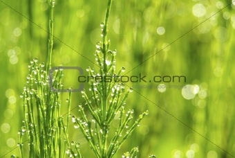  drop on grass 