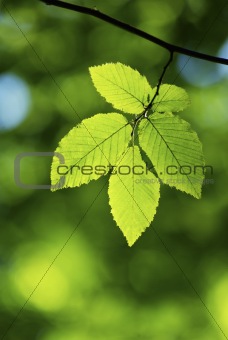  leaves background 
