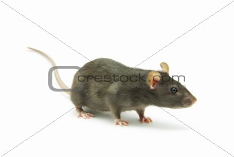  rat  