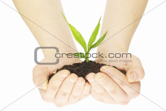 plant in hands 