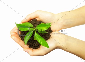  plant in hands