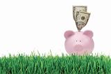 Piggy bank with dollars on grass isolated on white background