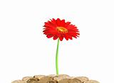 Coins and beautiful flower isolated on white