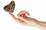 butterfly on finger isolated on white background