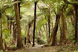 Jungle in New Zealand