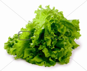 Bush of fresh leaves of green salad isolated on a white background