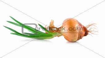 Onions with green scion isolated