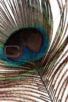 Detail of peacock feather