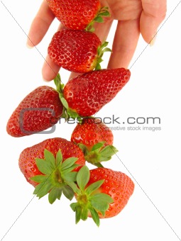 Strawberry falls on women's hands 