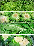 vegetables collage