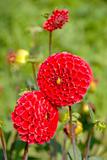 Red dahlia flowers