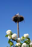 Baby stork in the nest