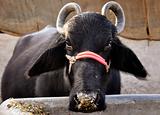 A buffalo in India