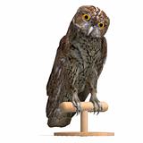 Tawny Owl Bird