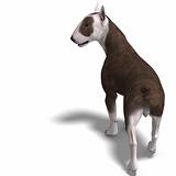 Bull Terrier Dog