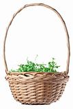 Empty Easter Basket with Green Grass