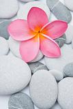 Pink Flower and Pebbles