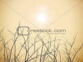 Dry twigs with sun
