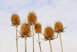 Dry inflorescences of teasel 