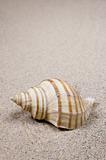 Macro studio shot of beautiful sea shell on a yellow sand.