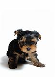 Cute pretty Yorkshire terrier puppy dog sitting. isolated