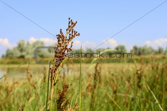 Millet wild plant