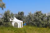 Tent among wild olive trees