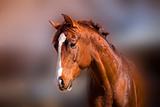 Portrait of beautiful red stallion